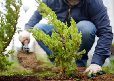 Planting shrubs correctly: instructions and tips
