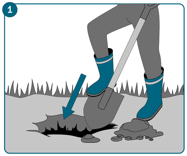 Grafik 1: Dig a planting hole using a shovel.