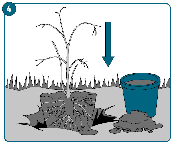 Grafik 4: Place the shrub in the planting hole.