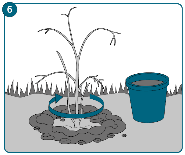 Grafik 6: Establish a watering border around the shrub.