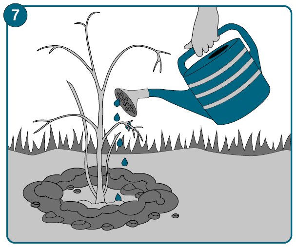  Grafik 7: Water the plant.